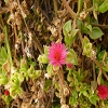 Plants: image 55 Of 62 Thumb